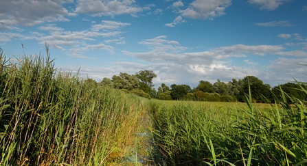 Reeds at Woodwalton Fen