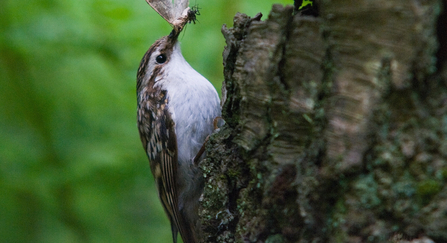 Treecreeper perched on bark with a moth in beak