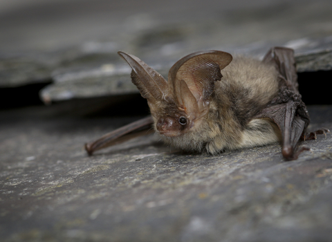 Brown long-eared bat