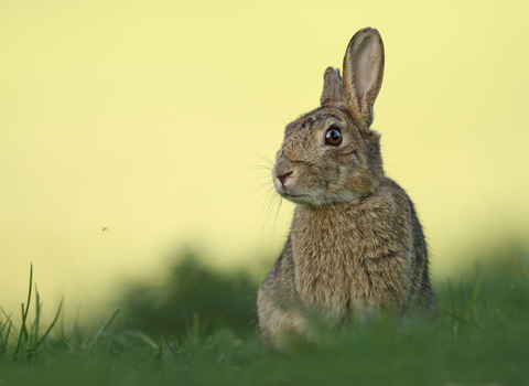 Rabbit
