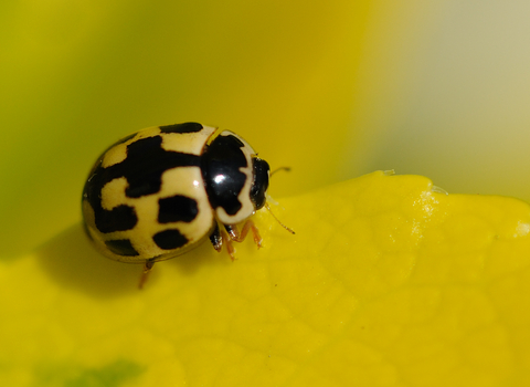14-spot Ladybird