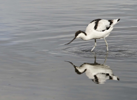 Avocet