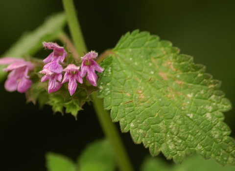 Black Horehound