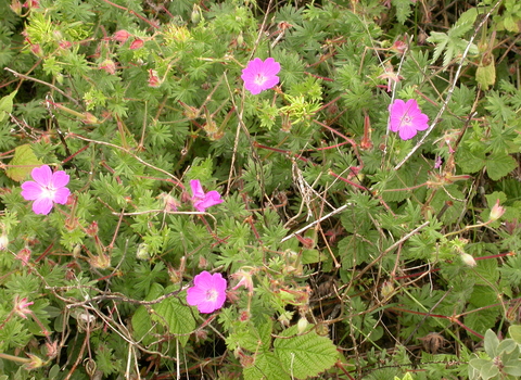 Bloody Crane's-bill
