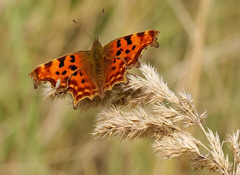 Comma | The Great Fen
