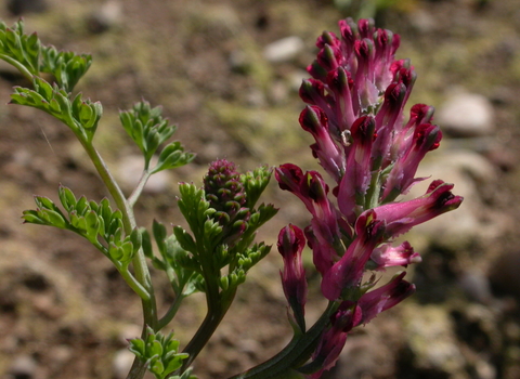 Common Fumitory