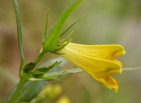 Common Cow-wheat
