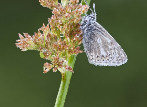 Common Blue butterfly on Soft Rush