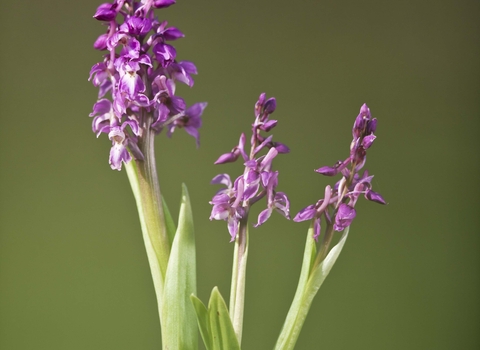 Early Purple Orchid
