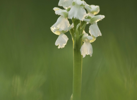 Green-winged Orchid (white form)