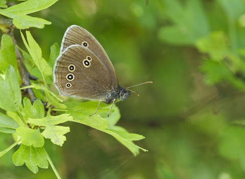 Ringlet