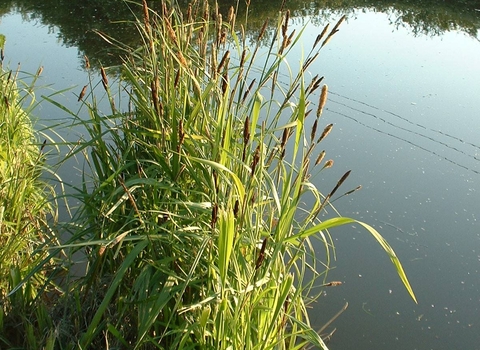 Greater Pond Sedge