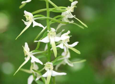 Greater Butterfly-orchid