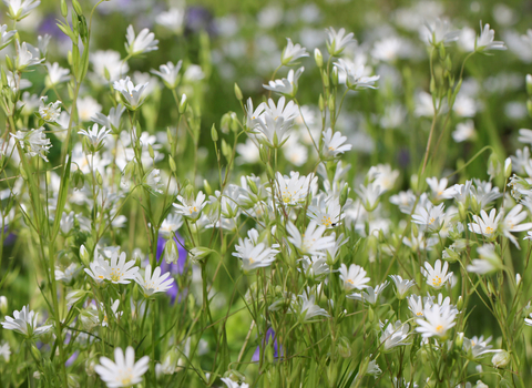 Greater Stitchwort