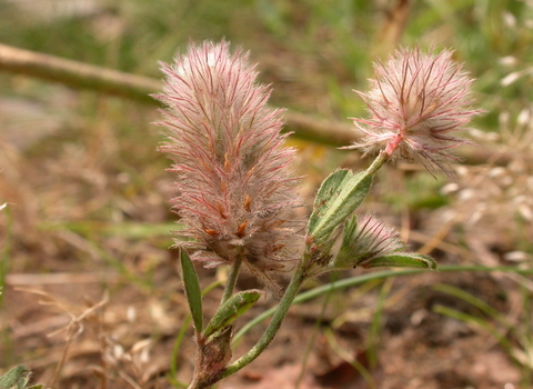 Hare's-foot Clover
