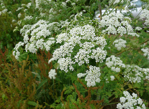 Hemlock