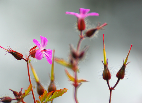 Herb-Robert