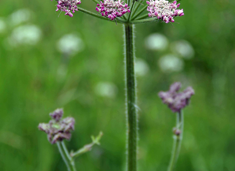 Hogweed