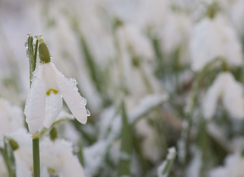 Snowdrops