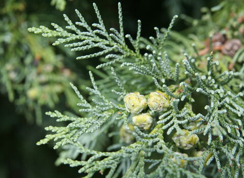 Lawson cypress | The Great Fen
