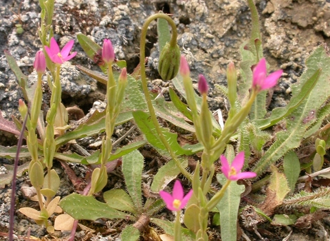 Lesser Centaury