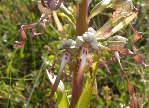 Lizard Orchid