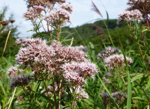 Hemp-agrimony