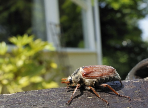 Common Cockchafer