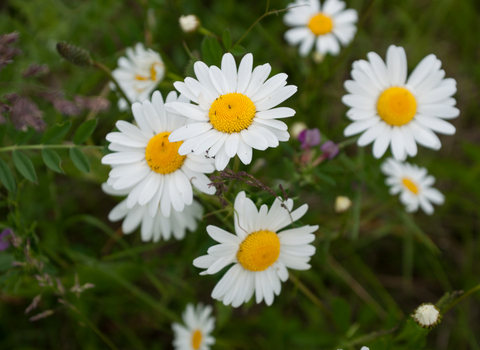 Oxeye Daisy