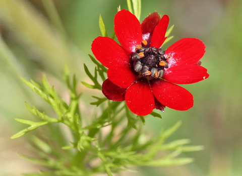 Pheasant's-eye