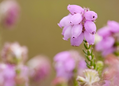 Cross-leaved Heath