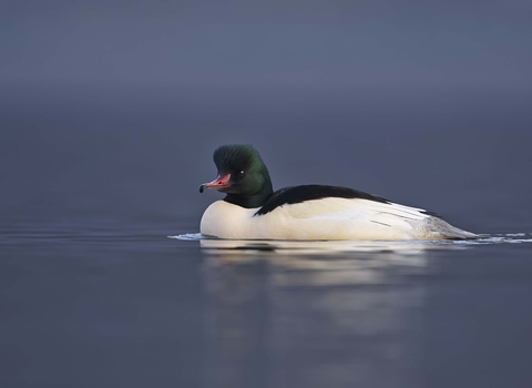 Goosander male