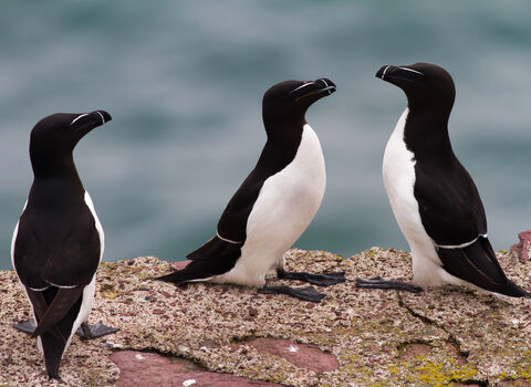 Razorbill | The Great Fen