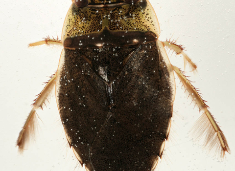 Saucer Bug