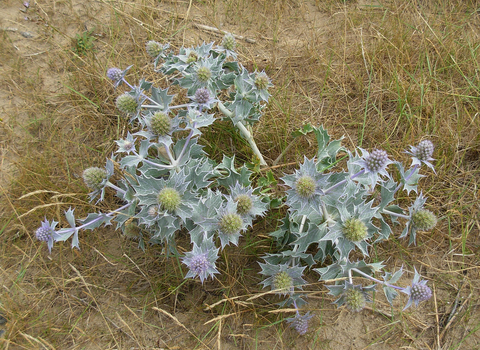 Sea-holly