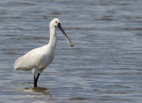 European Spoonbill