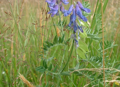 Tufted Vetch