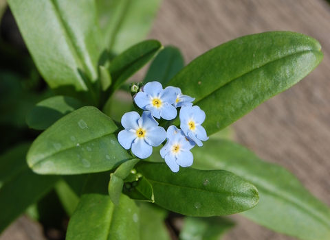 Water Forget-me-not
