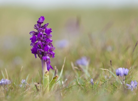 Green-winged Orchid