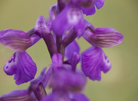 Green-winged Orchid