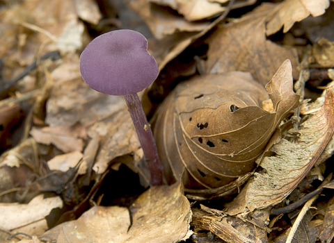Amethyst Deceiver