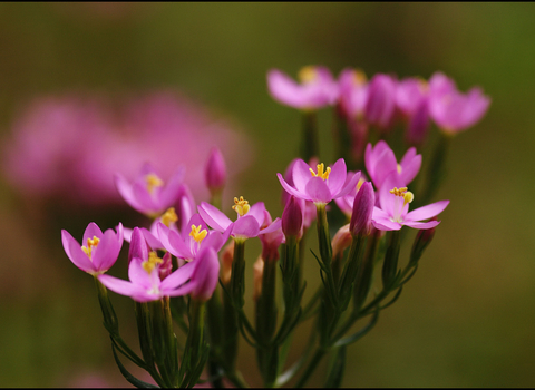 Common Centaury