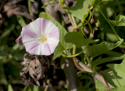 Field Bindweed