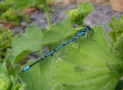 Azure Damselfly