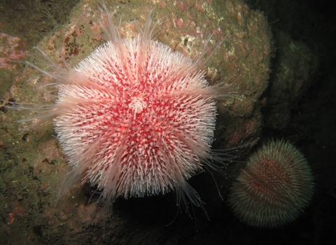 Edible sea urchin