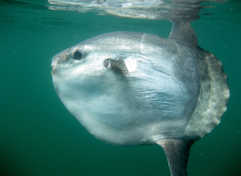 Sunfish