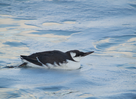 Guillemot (winter-plumage)