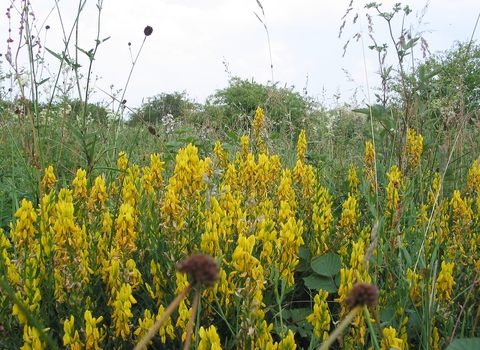 Dyer's greenweed