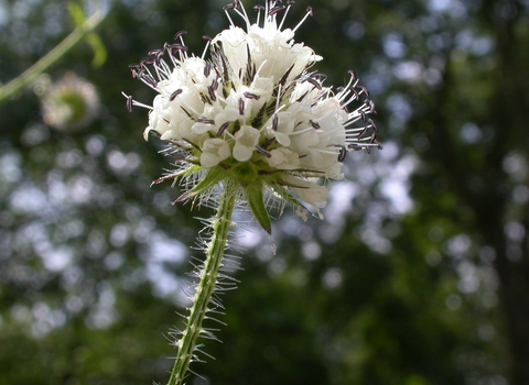 Small teasel