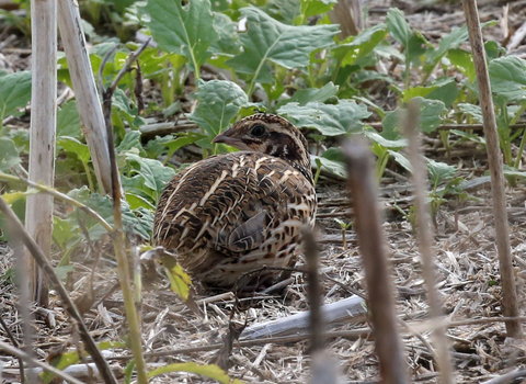 Common quail